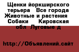 Щенки йоркширского терьера - Все города Животные и растения » Собаки   . Кировская обл.,Луговые д.